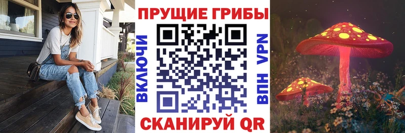хочу   Владимир  Галлюциногенные грибы Psilocybine cubensis 